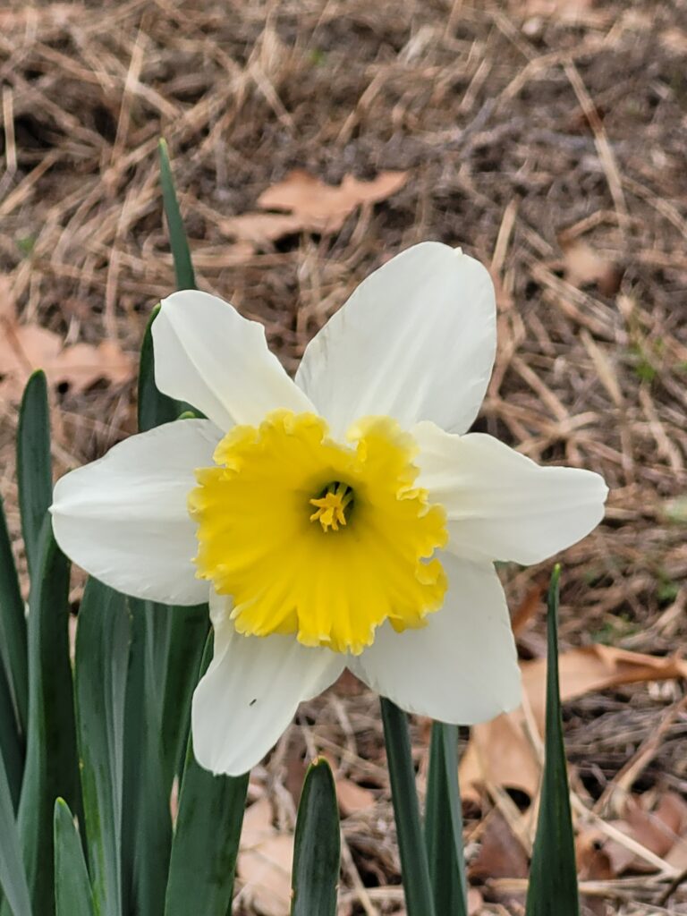 Wild Daffodil