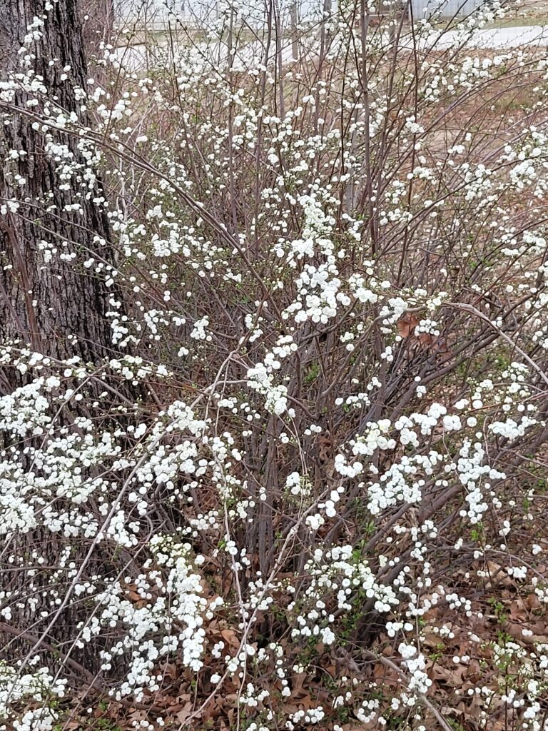 A bush full of tiny white flowers. I have no idea what they are...