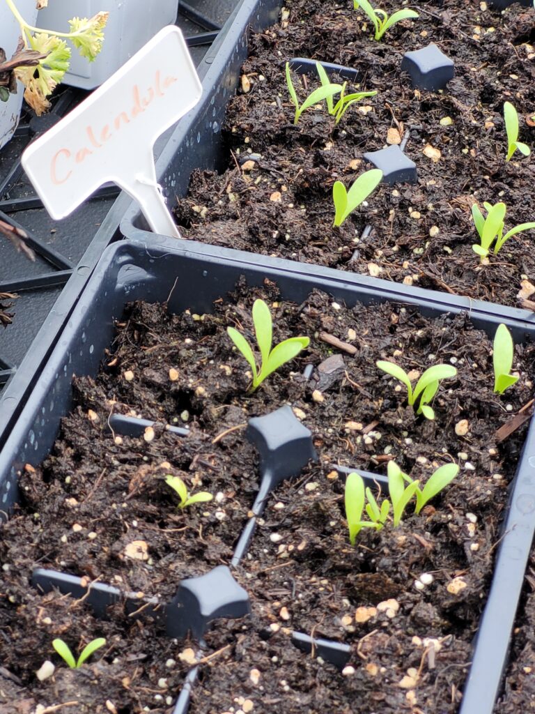 About 7 tiny calendula sporuts.