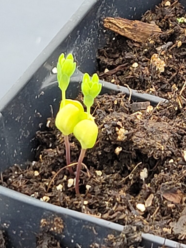 Two flax sprouts.