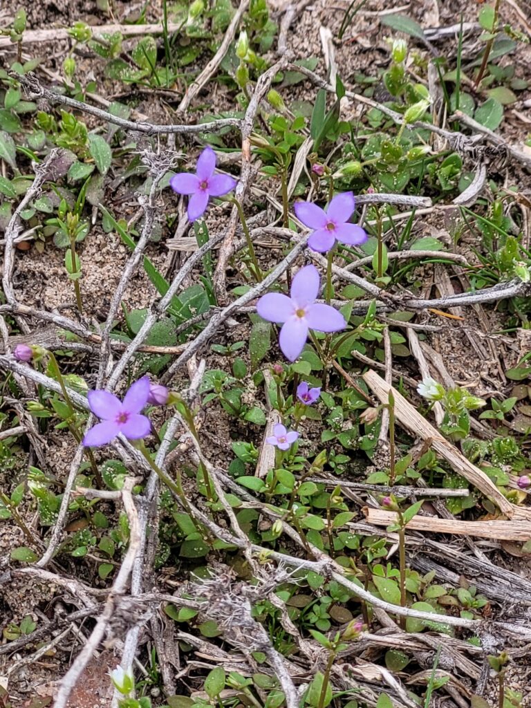 Tiny four petal purple flowers that hug the ground.