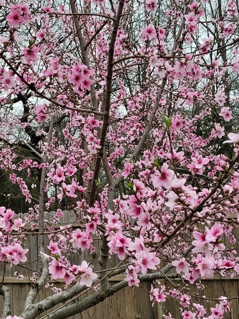 A peach tree overflowing with blossoms!