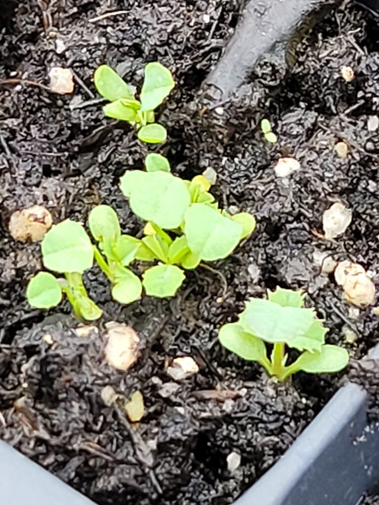 Cluster of blurry mini clover sprouts.