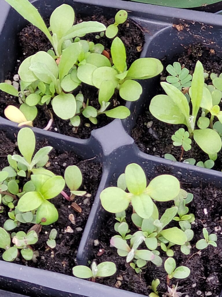 A collection of tiny sprouts that are all good for Monarch butterflies.