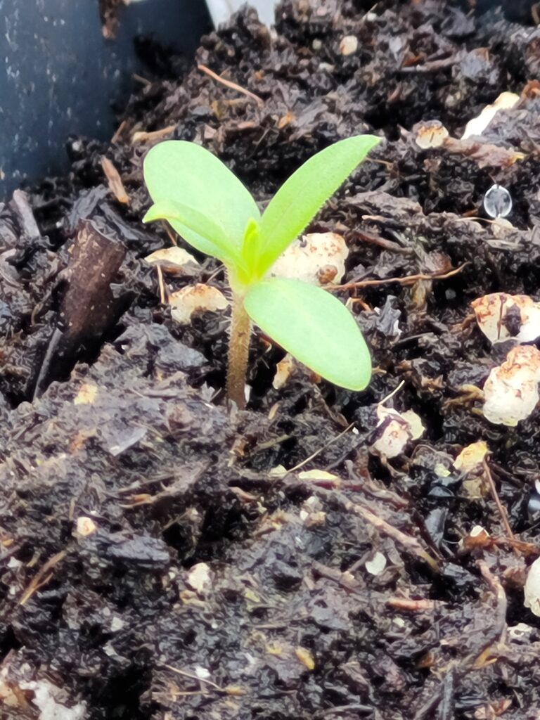 One single scarlet sage sprout